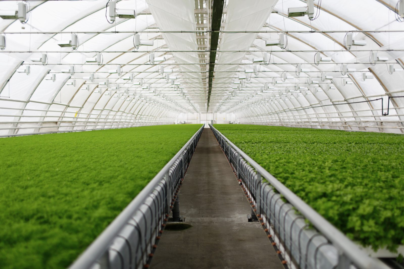 Commercial polyhouse interior with hydroponic vegetables